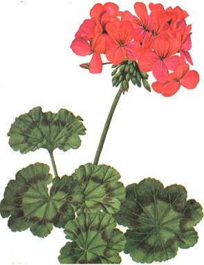 Muškát zahradní