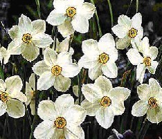 Narcis